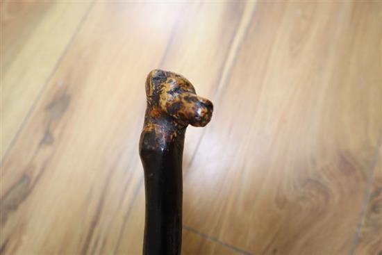 A hedgerow walking stick formed as a dogs head